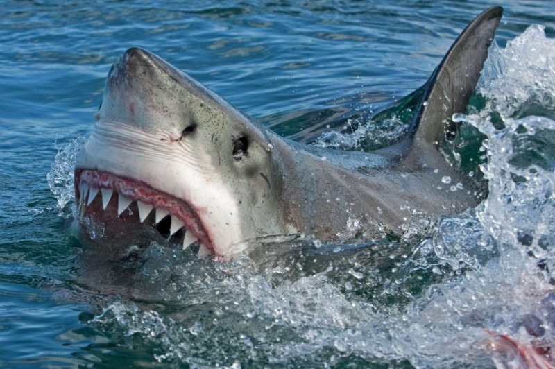Создать мем: shark attack attack shark, акула белая, акула-людоед, кархародон, discovery channel