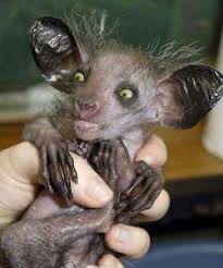 Create meme: the scariest animal in the world, Malagasy reconozca, The peduncle is an animal