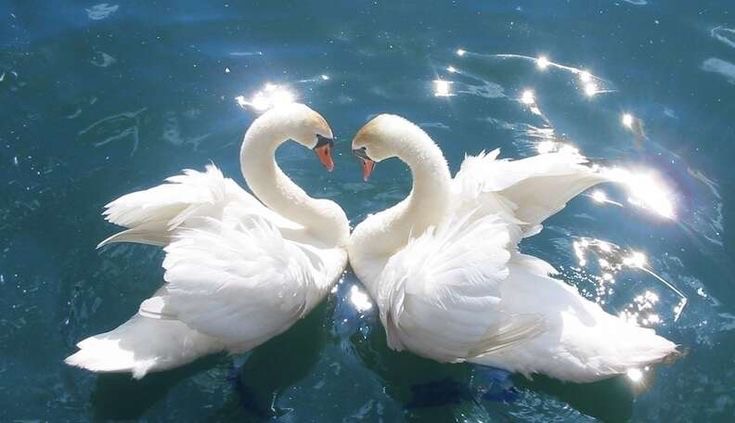 Create meme: swans love, beautiful swans, a pair of swans