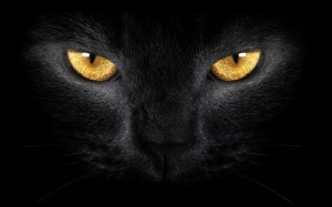 Создать мем: выразительный взгляд, черная пантера, кот кошка