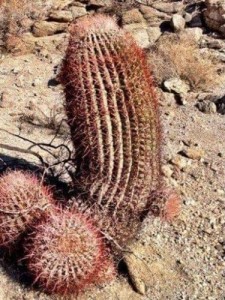 Create meme: Ferocactus, cactus California desert, ferocactus