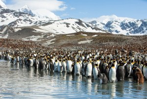 Создать мем: антарктида материк пингвины, остров южная георгия, антарктида