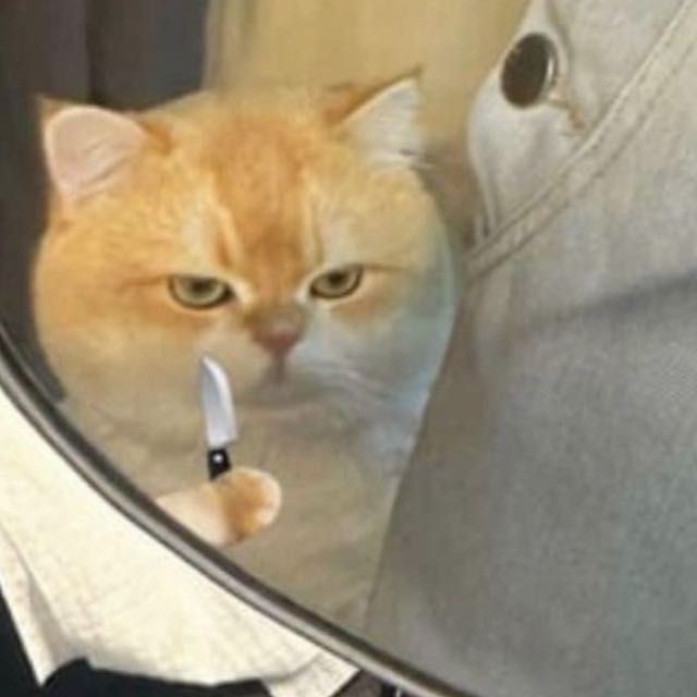 Create meme: cats are funny, the cat in the reflection, cat 