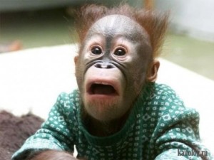 Create meme: monkey animals, surprise photo animal, monkey