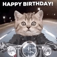 Create meme: cat, happy birthday cat, cat on a motorcycle