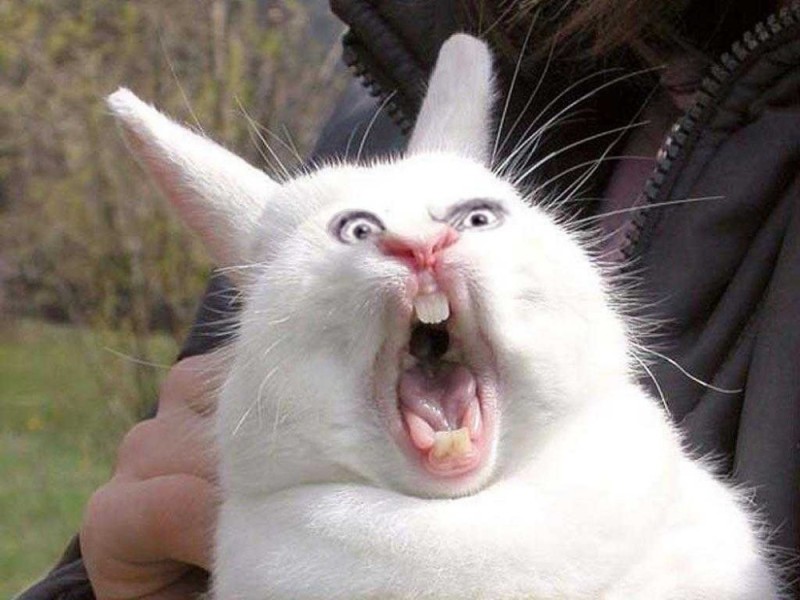 Создать мем: орущий кролик, злой кролик, кролик смешной