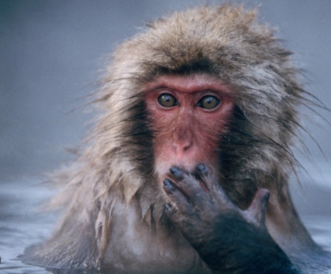 Create meme: smallpox of monkeys, surprised monkey, the monkey is surprised