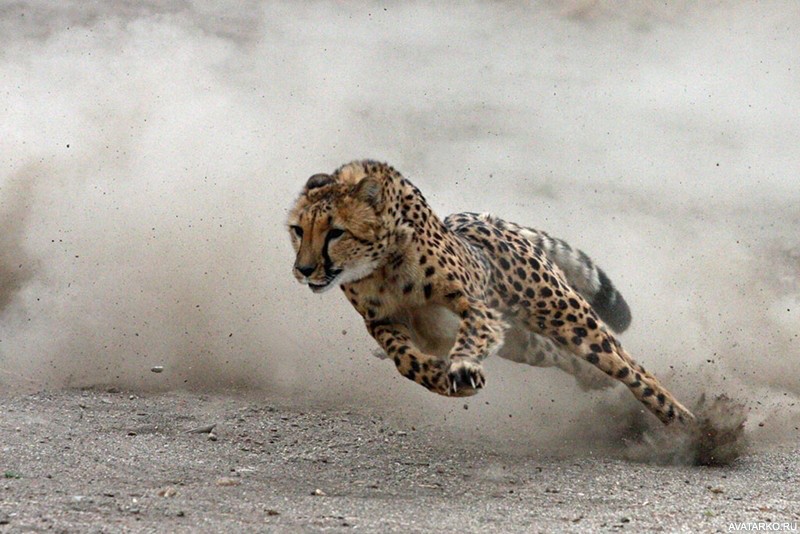Create meme: cheetahs, cheetah running speed, The cheetah is on the move