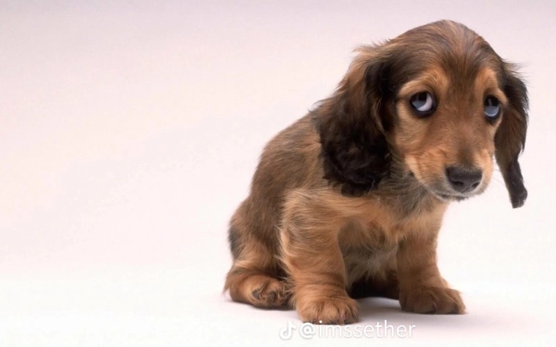 Create meme: Dachshund , The guilty puppy, sad puppy