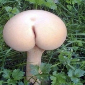 Create meme: strange mushrooms, mushrooms