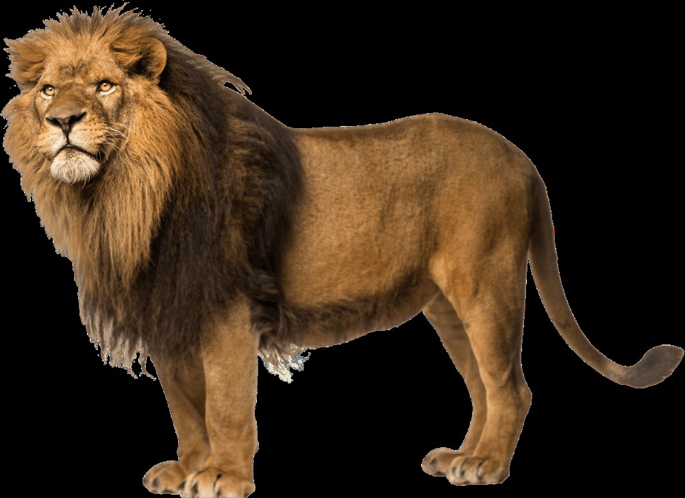 Create meme: Leo , a lion on a transparent background, clipart lion