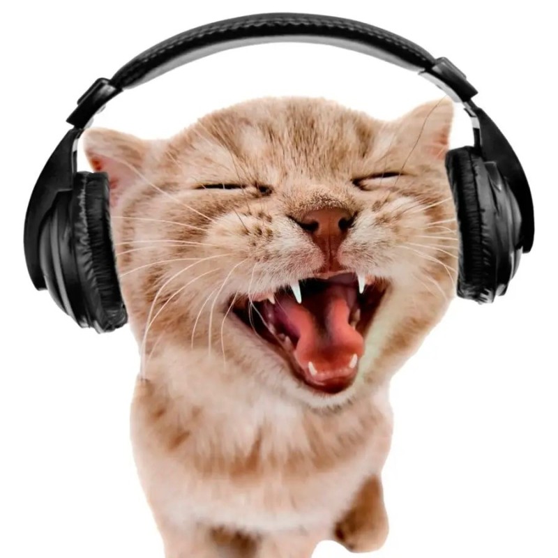 Create meme: cat with headphones, games from subscribers in FPSGC, A screaming cat with headphones