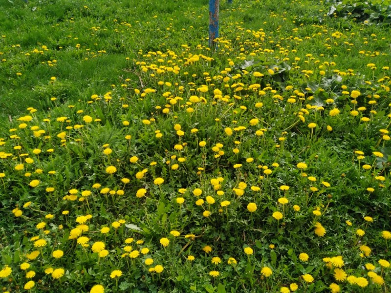 Create meme: dandelion meadow, field of dandelions, dandelions flowers