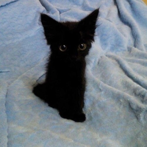 Создать мем: черный котенок пушистый, черный кот, черный котик