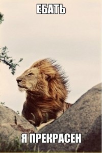 Создать мем: картинка лев ебать я прекрасен, фото льва я охуенен, лев я я прекрасен