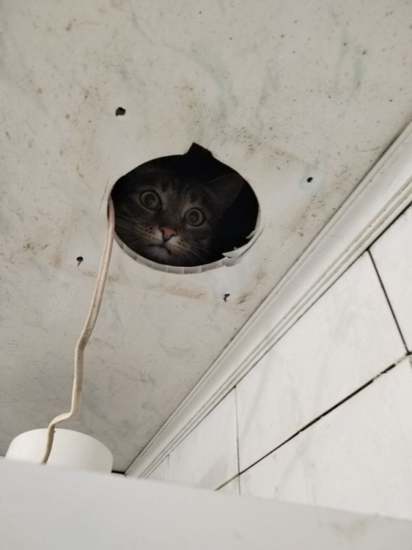 Создать мем: кот на потолке, потолочный кот, кошка