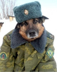 Создать мем: собака полицейский, немецкая овчарка военная, овчарка