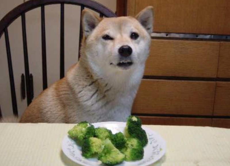 Create meme: The dog is a vegetarian, Shiba inu doge, Kabosu the dog