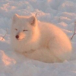 Create meme: arctic fox polar fox, the arctic fox is funny, Fox Fox