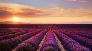 Create meme: lavender Provence, lavender fields, lavender field