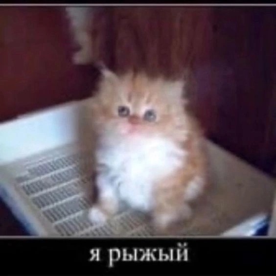 Create meme: cute cats funny, little kitten, cat 