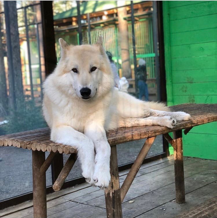 Create meme: siberian husky, Arctic wolf at the zoo, Pets 