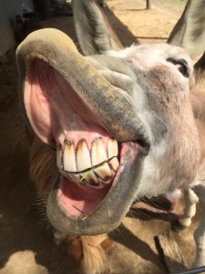 Create meme: donkey smiles, donkey, the teeth of a donkey