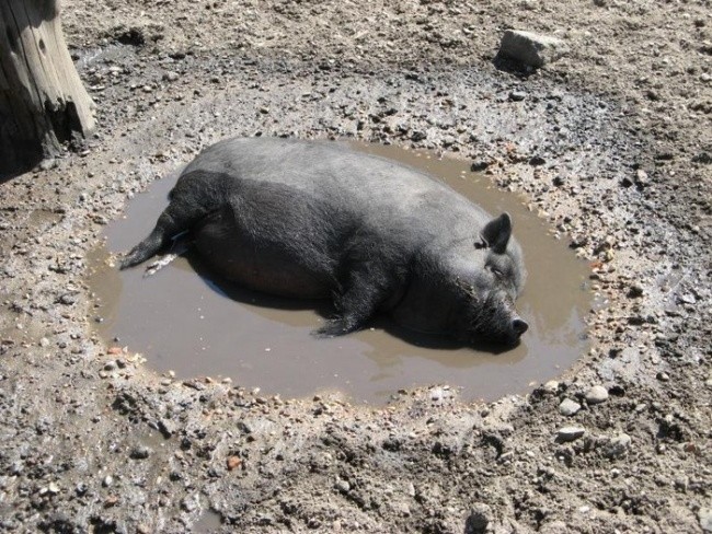 Создать мем: свинья лежит в грязи, свинья грязь найдет, свинья в луже
