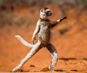 Create meme: lemur, funny animals dancing, meerkats photos funny