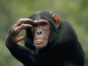 Create meme: black monkey, UK