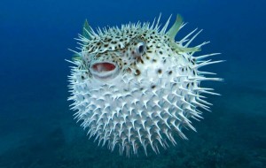 Create meme: fish hedgehog, poisonous puffer fish