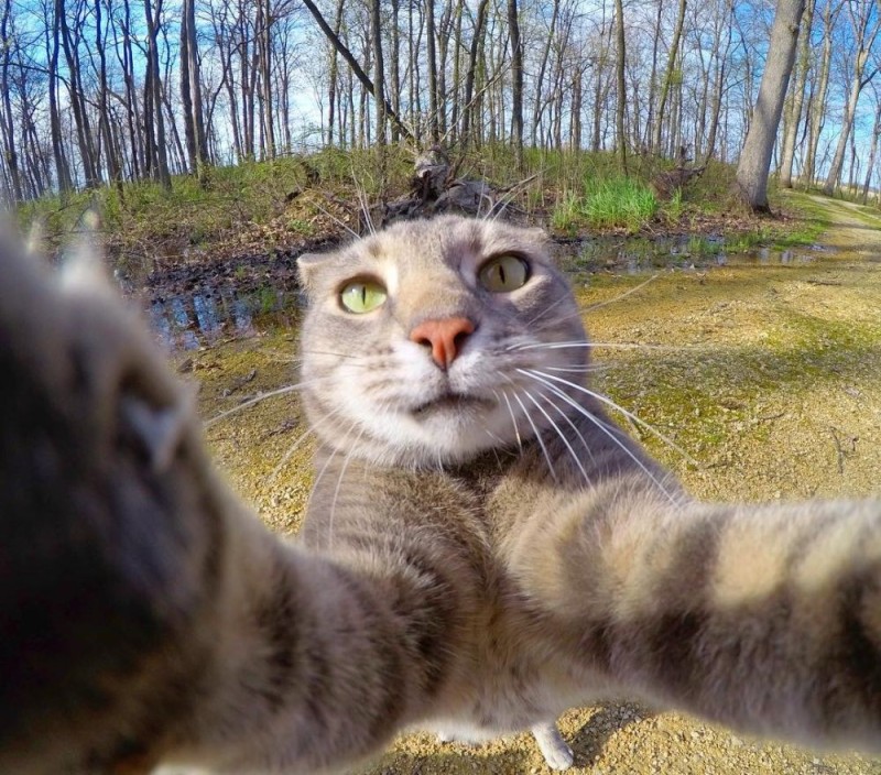 Create meme: selfie cat, cat Manny, cat 