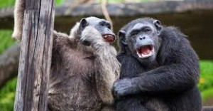 Create meme: funny monkey, the monkey laughs, chimpanzee Lana