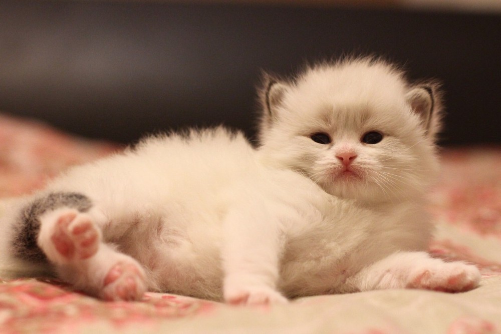 Создать мем: очаровательные котята, котята маленькие, белый котенок