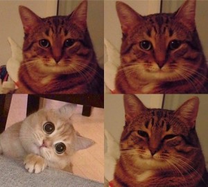 Create meme: meme cat, meme cat, memes with cats