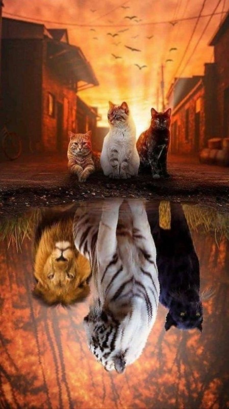 Создать мем: кошачий арт, кот в отражении, кот и тигр