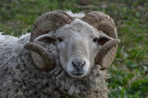 Create meme: RAM , sheep merino horned, merino sheep