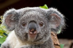 Создать мем: две коалы, koala bear, смешная коала