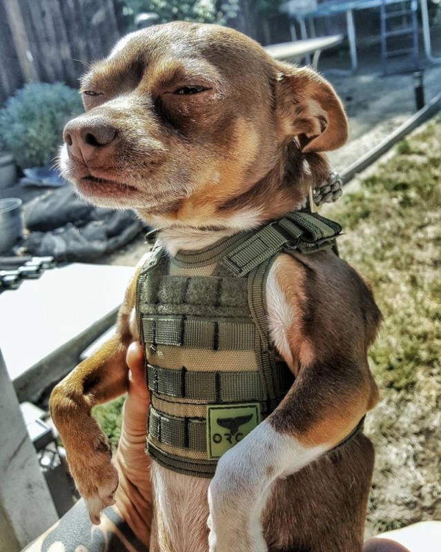 Create meme: tactical dog, a dog with a machine gun, snoop dogg and his dog