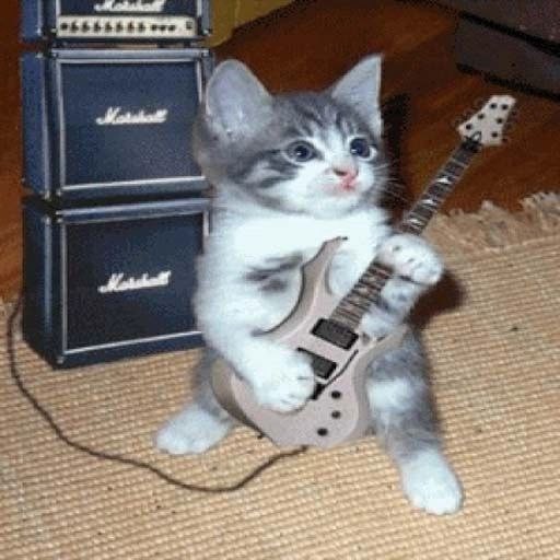 Создать мем: кот играет на гитаре, котик с гитарой, кот с гитарой