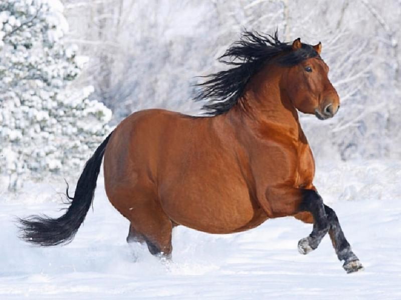 Create meme: horse , horses in the snow, the fattest horse