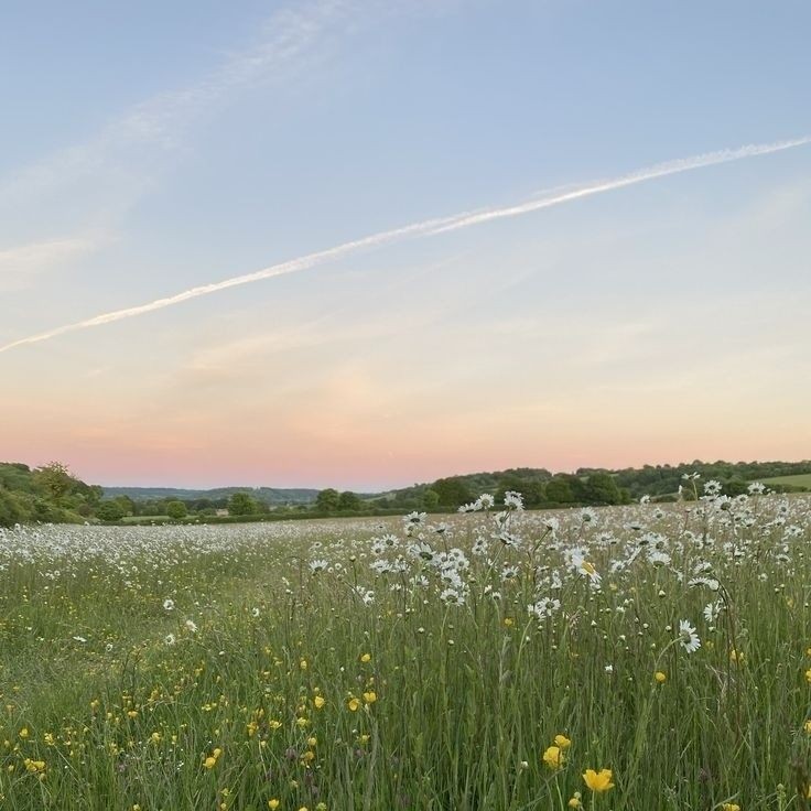 Create meme: summer field, nature , meadow 