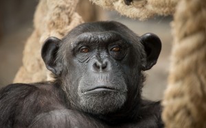 Создать мем: приматы шимпанзе, шимпанзе анфас, шимпанзе обыкновенный