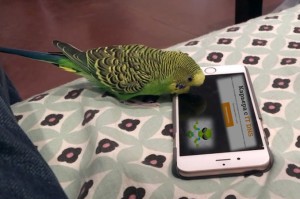Создать мем: попугай, гоша попугай волнистый, попугай с телефоном