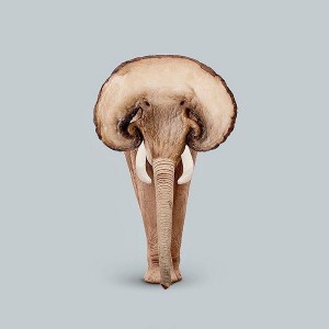 Создать мем: портреты животных, гриб слон, животные