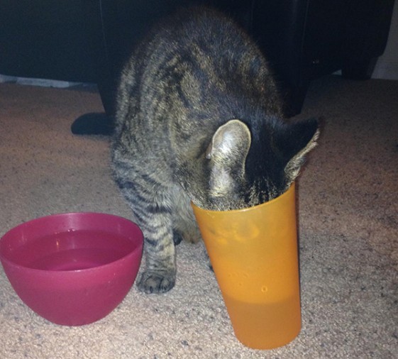 Создать мем: кот пьет воду, кошка в ведре, котик