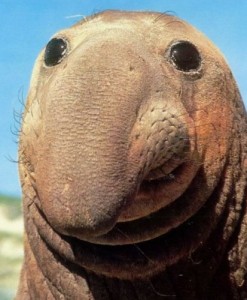 Create meme: walrus, happy animals, elephant seal