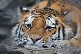Create meme: panthera tigris, sad tiger, the tiger's coat