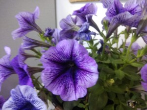 Create meme: mini Petunia, Petunia flowers, Petunia grandiflora tritonia blue veined