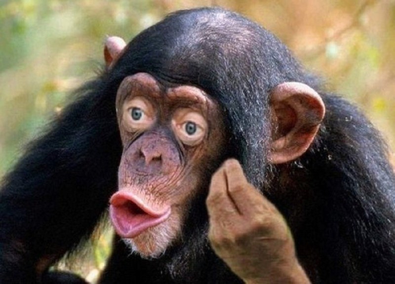 Create meme: chimpanzee, chimpanzees are funny, monkey with lips